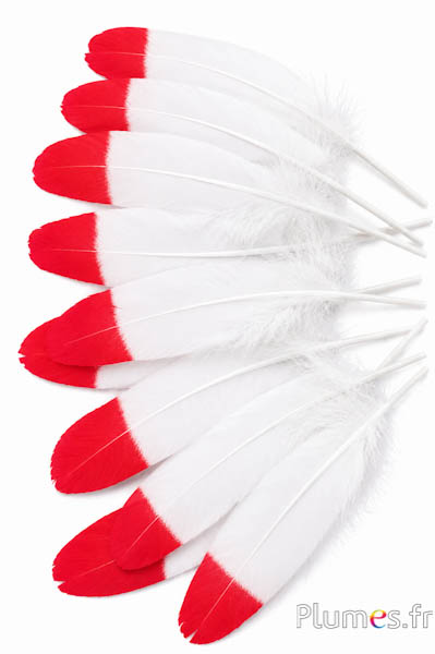 Gans rode punt - 15-21 cm - wit